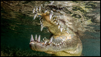 Explore Nature: Crocodile by Emry Oxford