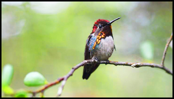 Explore Nature: Cuban Hummingbird
