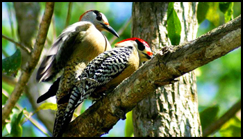 Explore Nature: Cuban Woodpeckers