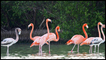 Explore Nature: Flamingos