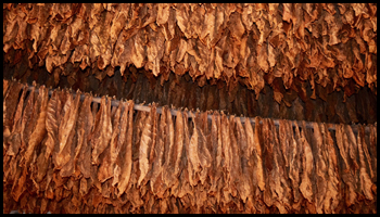 Explore Tobacco - Hanging to Dry
