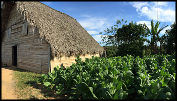 Explore Tobacco - Viñales Barn & Tobacco Fields